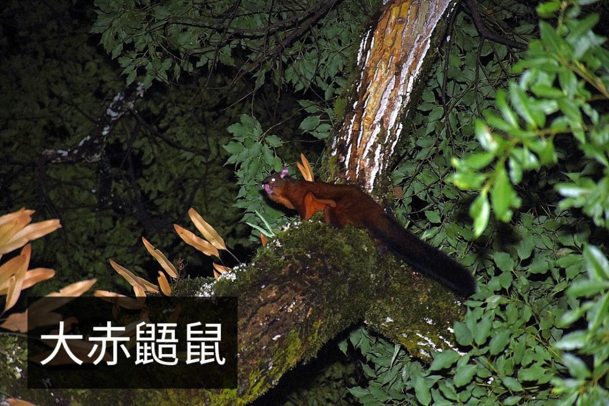 明池生態 — 大赤鼯鼠