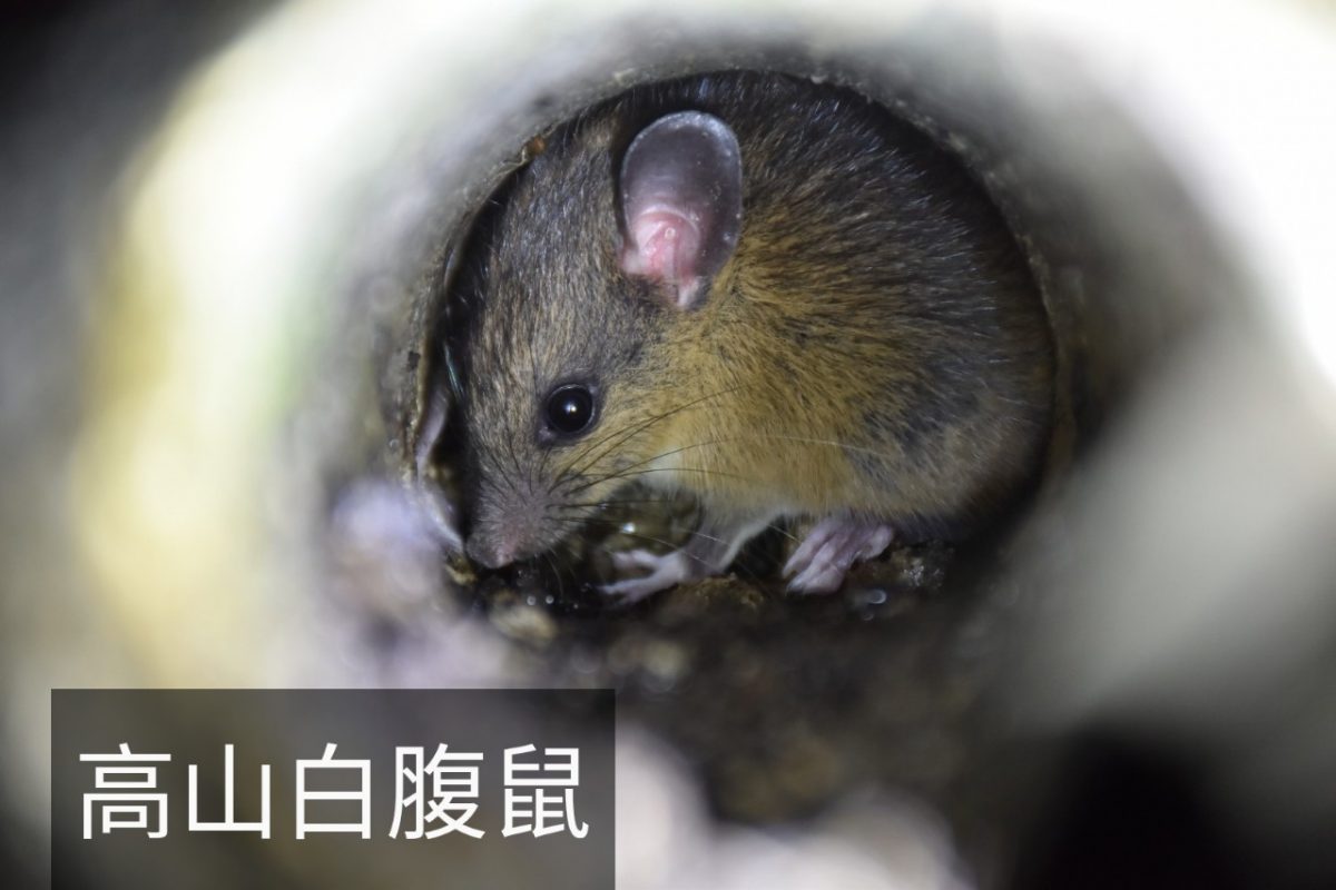明池生態 — 高山白腹鼠