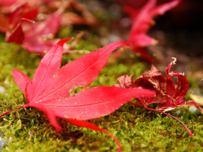 flickr _@e_ella-授權 - 火紅紫葉槭