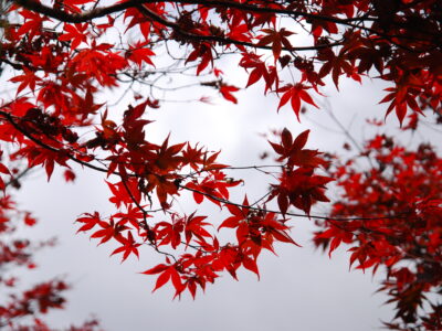 flickr _@e_ella-授權 - 火紅紫葉槭