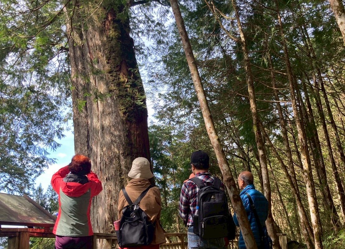 棲蘭神木園 - 專業老師導覽帶你走入千年巨木旅程