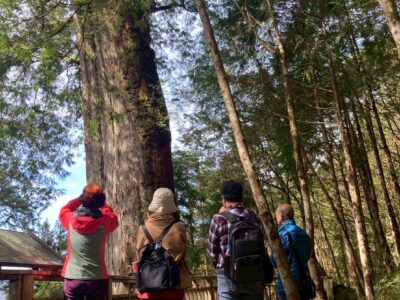 棲蘭神木園 - 專業老師導覽帶你走入千年巨木旅程