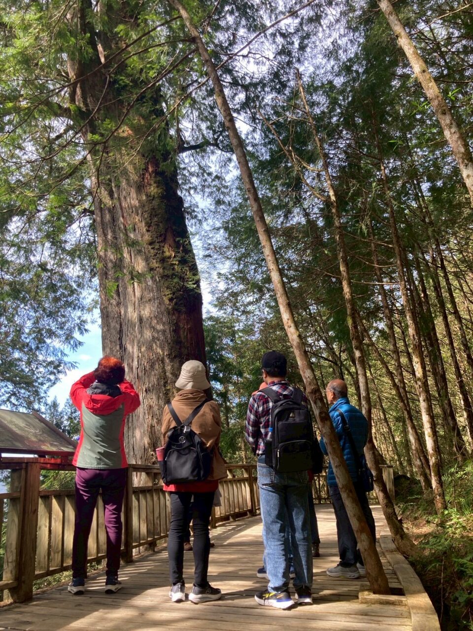 棲蘭神木園 - 專業老師導覽帶你走入千年巨木旅程