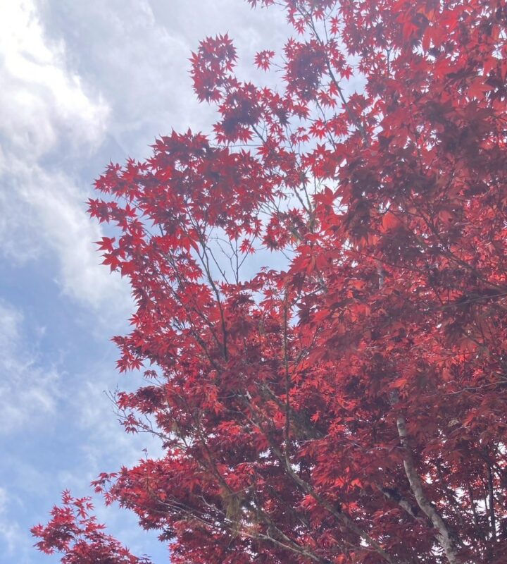 棲蘭神木園—春夏楓紅紫葉槭
