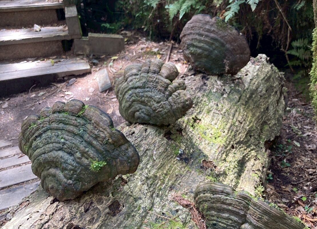 棲蘭神木園靈芝