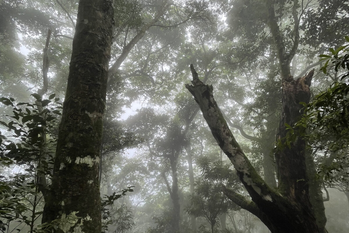 霧林 fog forest