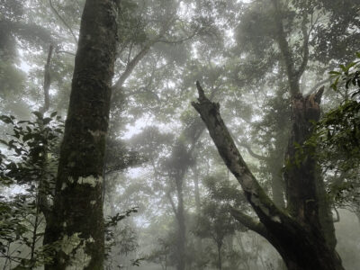 霧林 fog forest