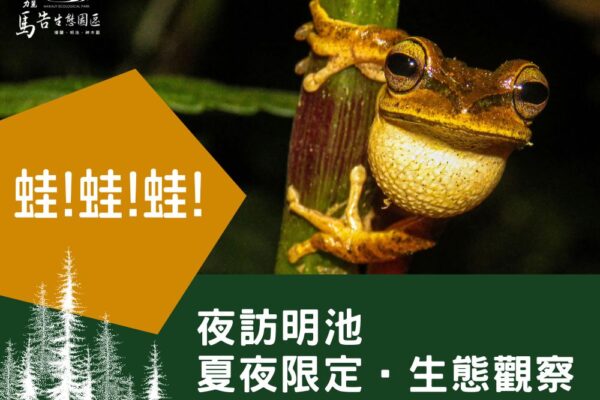 明池夜間生態觀察