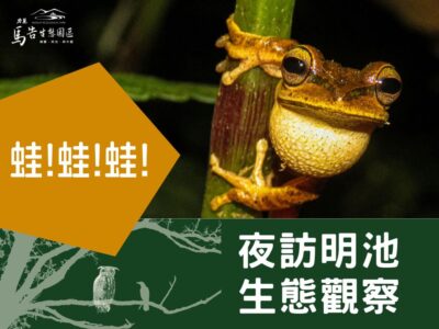 明池夜間生態觀察