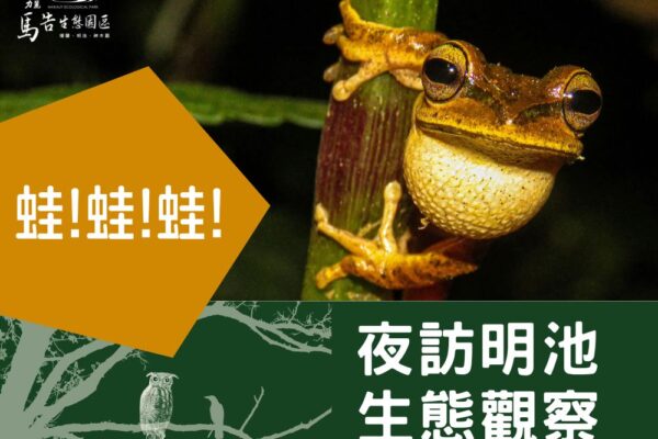 明池夜間生態觀察