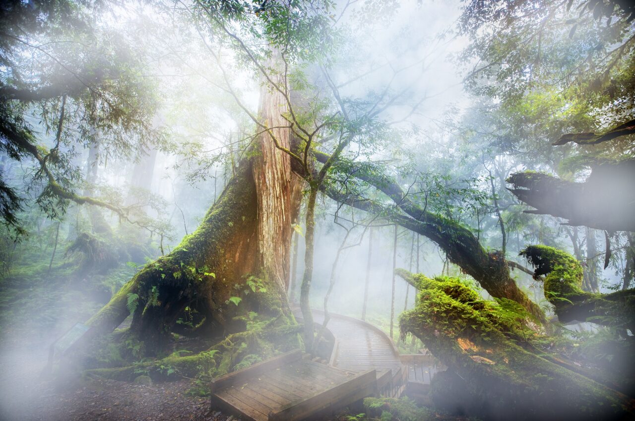 棲蘭神木園_攝影比賽第二名