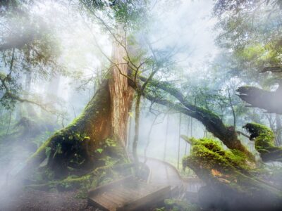 棲蘭神木園_攝影比賽第二名