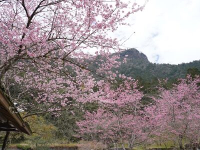 明池櫻花盛開